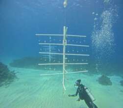 White River Fish Sanctuary Adopt a Coral Jamaica