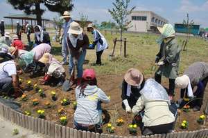 Locals and volunteers plant tulip bulbs together