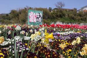 Flowers blooming in all their beauty
