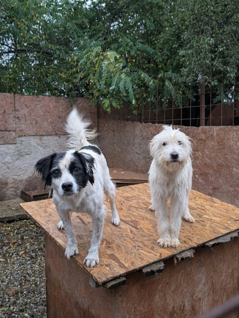 A Roof Above Every Rescue