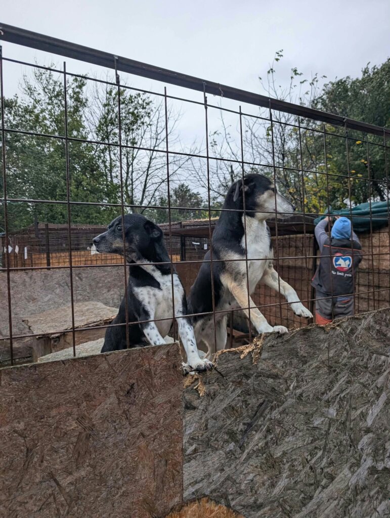A Roof Above Every Rescue