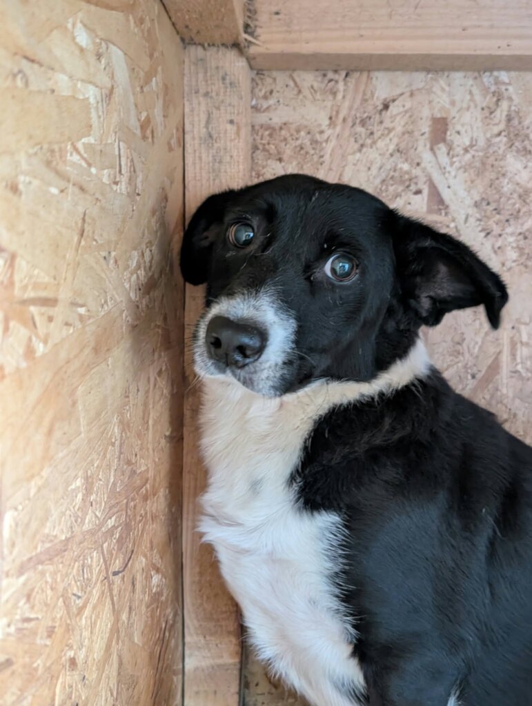 A Roof Above Every Rescue