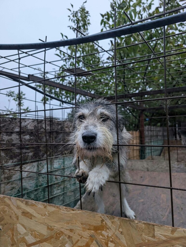 A Roof Above Every Rescue