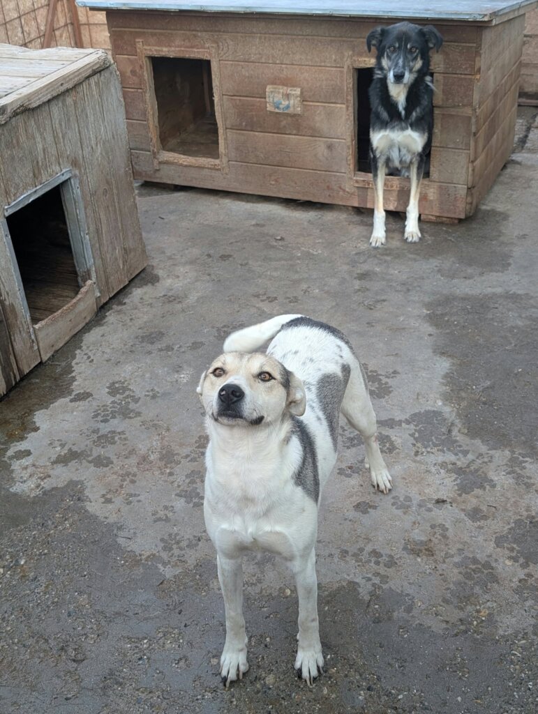 A Roof Above Every Rescue