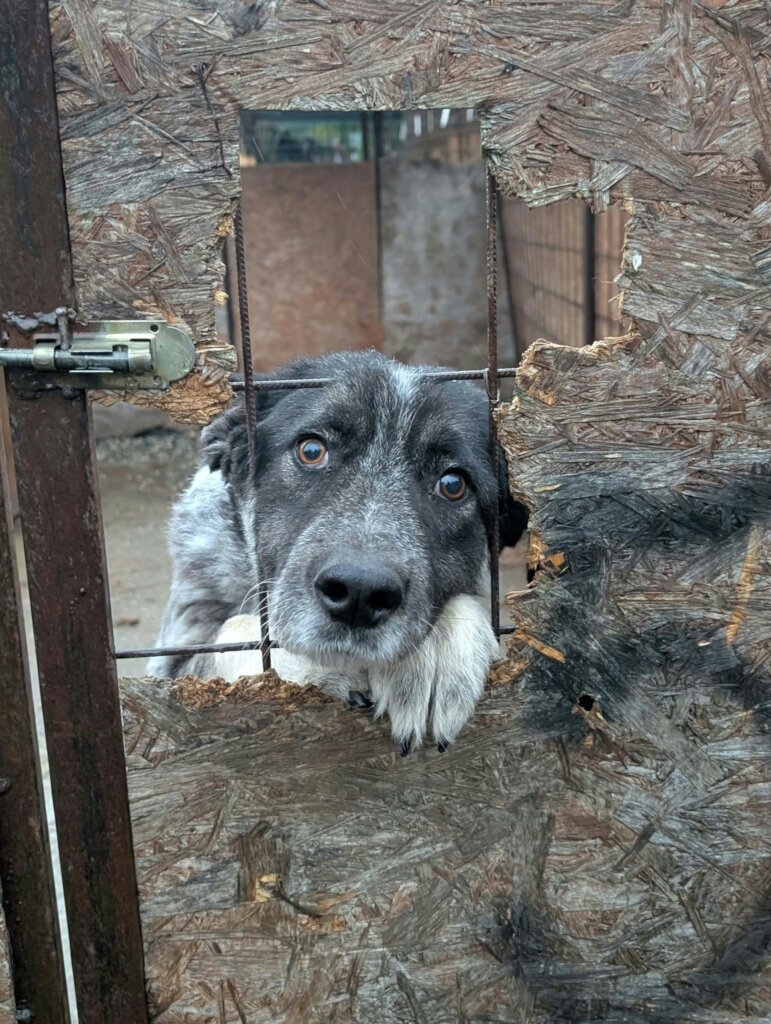 A Roof Above Every Rescue