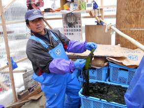 Seaweed farmer processing harvest.