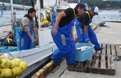 Revitalize the Fishing Industry in Northeast Japan