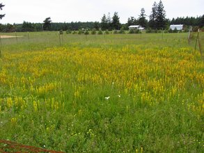 Golden paintbrush - Endangered in Washington state