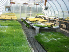 Current Greenhouse - in need of many improvements!
