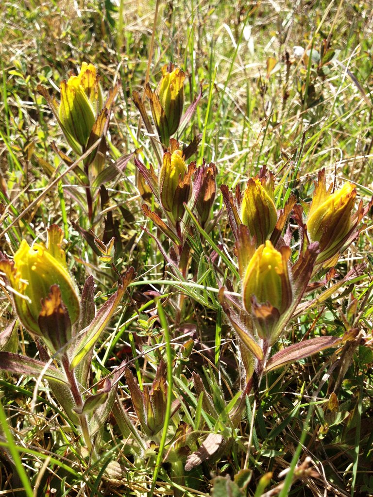 Golden paintbrush starting to bloom