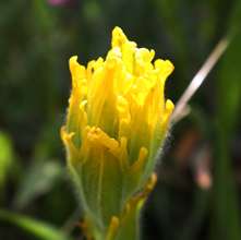 Golden paintbrush