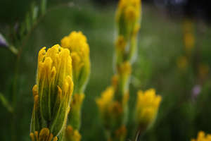 Golden paintbrush
