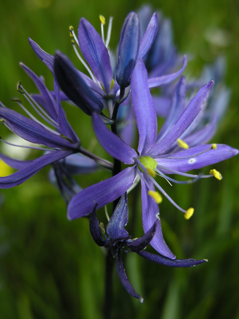 Save the Northwest Prairie!