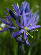 Camas in bloom