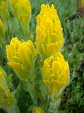 Golden paintbrush - federally endangered