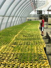 The greenhouse