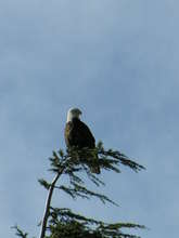 Bald eagle overlooking prairie