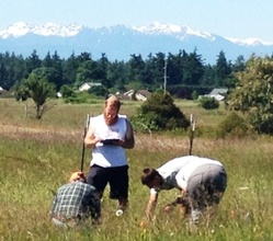 Summer interns & staff counting Golden paintbrush