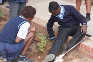 Planting trees