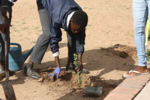 Planting trees