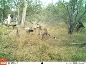 Help us Continue to Study the Cheetahs!