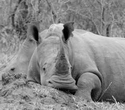 We are raising money to dehorn rhinos in S.Africa