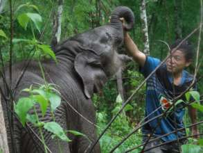 Thailand elephant conservation project