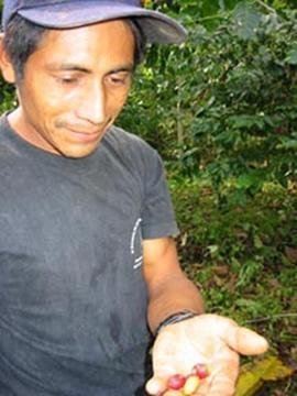 Promote Sustainable Agriculture in Chiapas, Mexico