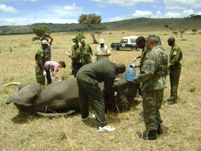 Treating an injured elephant