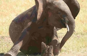 Kenya - save the wildlife, support the community