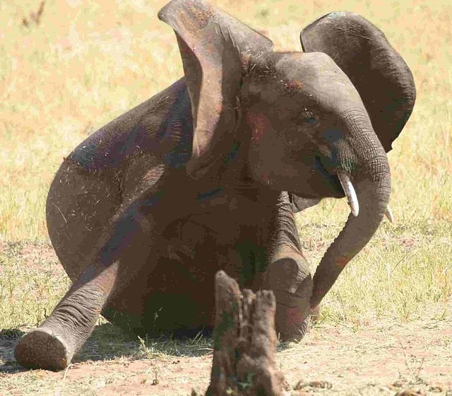 Kenya - save the wildlife, support the community