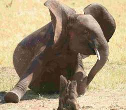 Kenya - save the wildlife, support the community