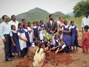 Tree Plantation