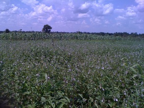 agro project