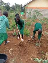 Students looking after the crops