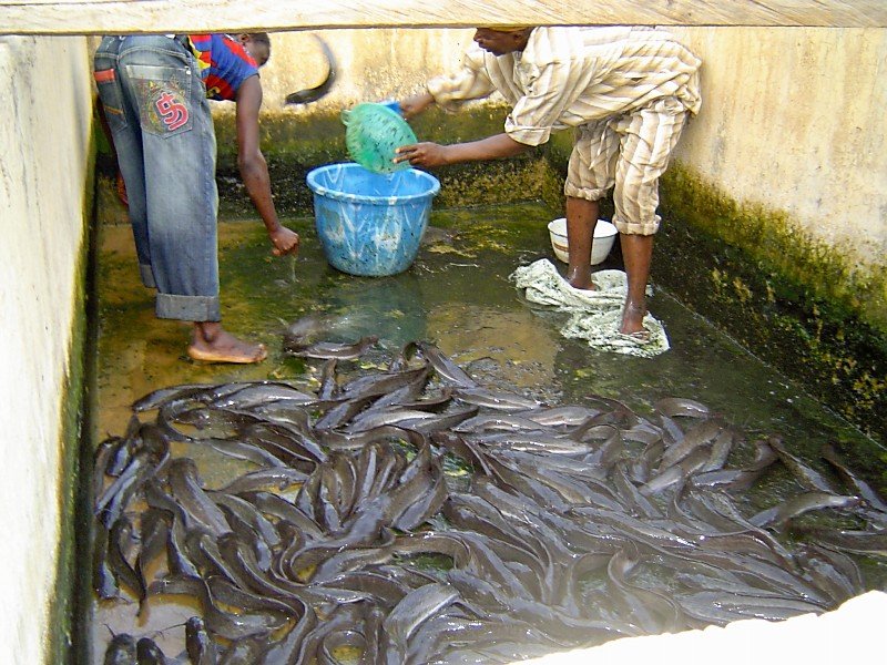 LI transforming lives through fish farming