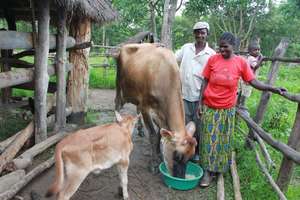 Belinda and John with cow and calf
