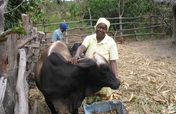 Copperbelt Livelihood Enhancement Project - Zambia