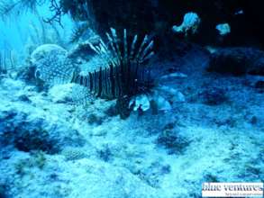 Lionfish