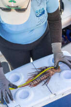 Measuring the catch. credit SEA