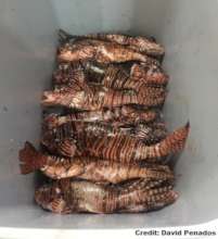 Lionfish on its way to the gastronomic event