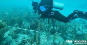 Collecting data on lionfish populations
