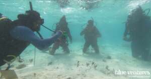 Lionfish brigade members practice dive skills