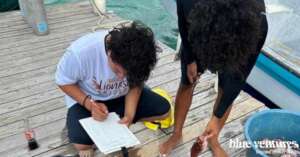 Collecting lionfish data