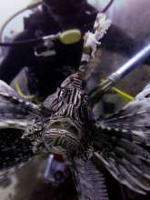 hunting a predator