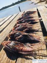 Results of a successful lionfish culling training