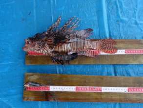 Lionfish measurements