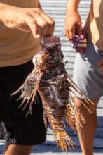 Big Lionfish. credit SEA and 50ft Photography