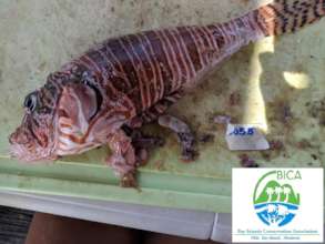 Getting ready to be dissected