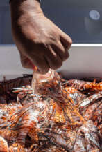 Lionfish. SEA and 50ft Photography